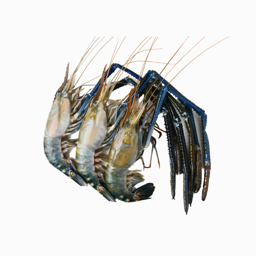 website product cover